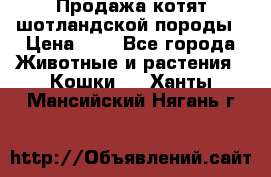 Продажа котят шотландской породы › Цена ­ - - Все города Животные и растения » Кошки   . Ханты-Мансийский,Нягань г.